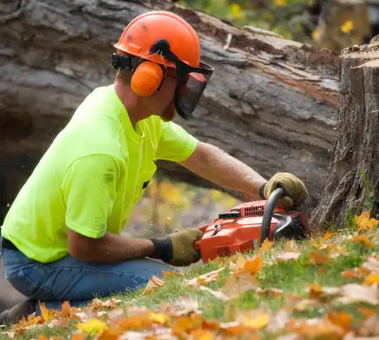 tree services Rineyville